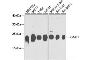 Western blot analysis of extracts of various cell lines using PSMB3 Polyclonal Antibody at dilution of 1:1000. (PSMB3 Antikörper)