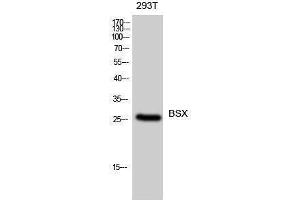Western Blotting (WB) image for anti-Brain-Specific Homeobox (BSX) (C-Term) antibody (ABIN3174076) (BSX Antikörper  (C-Term))