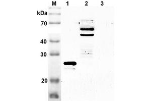 Western blot analysis using anti-SENP2 (mouse), pAb  at 1:2'000 dilution. (SENP2 Antikörper  (Catalytic Domain))