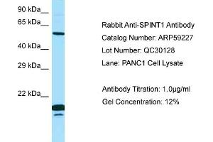 Western Blotting (WB) image for anti-serine Peptidase Inhibitor, Kunitz Type 1 (SPINT1) (N-Term) antibody (ABIN971774) (SPINT1 Antikörper  (N-Term))