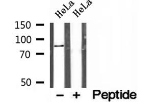 Western blot analysis of extracts of HeLa cells, using AFG3L2 antibody. (AFG3L2 Antikörper  (C-Term))