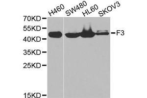 Western blot analysis of extracts of various cell lines, using F3 antibody (ABIN5970642) at 1/1000 dilution. (Tissue factor Antikörper)