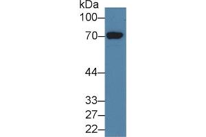 Western Blot; Sample: Human 293T cell lysate; Primary Ab: 3µg/ml Rabbit Anti-Human HDC Antibody Second Ab: 0.