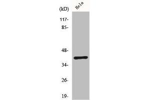 Western Blot analysis of Hela cells using ChemR23 Polyclonal Antibody