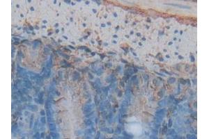 IHC-P analysis of Mouse Intestine Tissue, with DAB staining. (Annexin V Antikörper  (AA 1-319))
