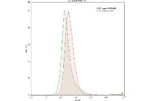 Detection of HNRPA2B1 in K562 human chronic myelogenous leukemia cell line using Polyclonal Antibody to Heterogeneous Nuclear Ribonucleoprotein A2/B1 (HNRPA2B1) (HNRNPA2B1 Antikörper  (AA 21-103))