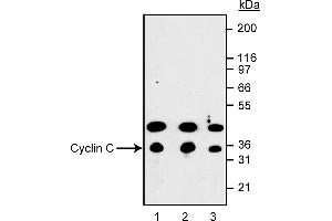 Western Blotting (WB) image for anti-Cyclin C (CCNC) (AA 290-303) antibody (ABIN967636) (Cyclin C Antikörper  (AA 290-303))