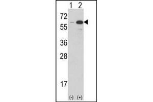 Image no. 2 for anti-Estrogen-Related Receptor gamma (ESRRG) (AA 198-227) antibody (ABIN360233) (ESRRG Antikörper  (AA 198-227))