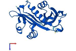 NAT5 Protein (AA 1-178) (His tag)