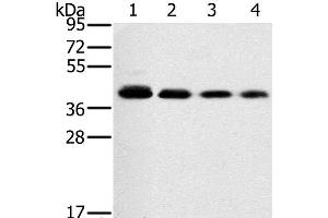 Western Blot analysis of 293T, A549, hela and PC3 cell using PTGER1 Polyclonal Antibody at dilution of 1:200 (PTGER1 Antikörper)