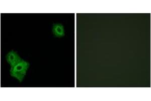 Immunofluorescence analysis of A549 cells, using AIFM3 Antibody. (AIFM3 Antikörper  (AA 10-59))