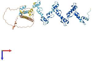 AlphaFold protein structure predicition of Human Recombinant ZNF479 Protein, UniprotID Q96JC4