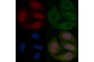 N myc interactor Mouse Monoclonal Antibody staining Hela cells by IF/ICC. (NMI Antikörper)