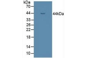UGCG Antikörper  (AA 39-171)