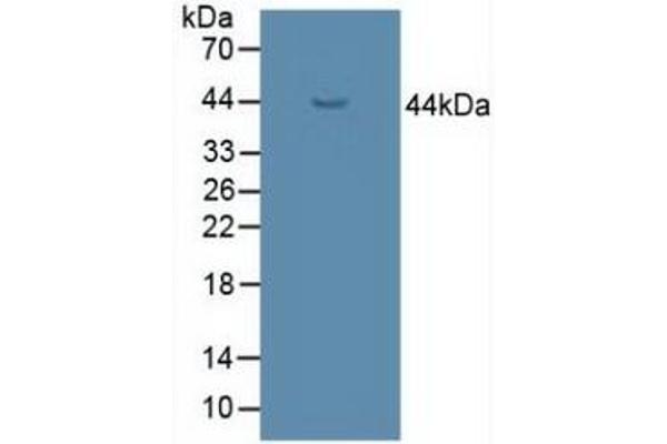 UGCG antibody  (AA 39-171)