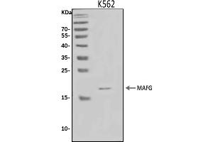 Western blot analysis of MAFG using anti-MAFG antibody (ABIN7602901).