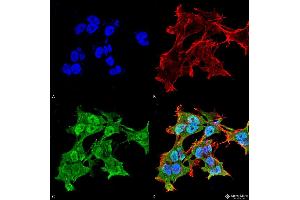 Immunocytochemistry/Immunofluorescence analysis using Mouse Anti-Alpha A Crystallin Monoclonal Antibody, Clone 1H3. (CRYAA Antikörper  (Atto 594))