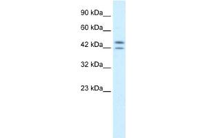 WB Suggested Anti-PER3 Antibody Titration:  0. (PER3 Antikörper  (N-Term))