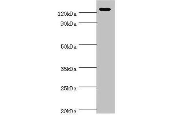 NLRP2 anticorps  (AA 1-220)