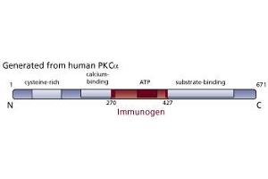 Image no. 3 for anti-Protein Kinase C, alpha (PKCa) (AA 270-427) antibody (ABIN967751) (PKC alpha Antikörper  (AA 270-427))