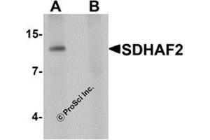 Western Blotting (WB) image for anti-Succinate Dehydrogenase Complex Assembly Factor 2 (Sdhaf2) (N-Term) antibody (ABIN1031558) (Sdhaf2 Antikörper  (N-Term))