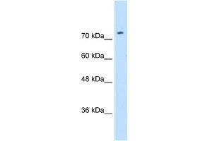 WB Suggested Anti-SLC7A1 Antibody Titration:  0. (SLC7A1 Antikörper  (N-Term))