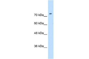 SLC7A1 Antikörper  (N-Term)