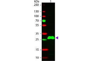 Western blot of Rhodamine conjugated Donkey Anti-Rabbit IgG F(c) secondary antibody. (Esel anti-Kaninchen IgG (Fc Region) Antikörper (TRITC) - Preadsorbed)