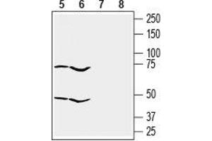Western Blotting (WB) image for anti-G Protein-Coupled Receptor 55 (GPR55) (AA 160-174), (Extracellular) antibody (ABIN7043163)