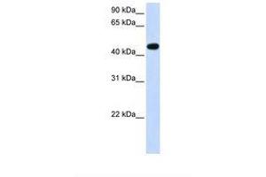 Image no. 1 for anti-Arylacetamide Deacetylase (Esterase) (AADAC) (AA 38-87) antibody (ABIN6738140) (AADAC Antikörper  (AA 38-87))