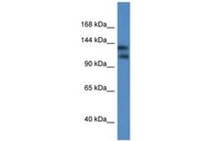Image no. 1 for anti-Potassium Channel, Subfamily T, Member 1 (KCNT1) (AA 706-755) antibody (ABIN6746307) (KCNT1 Antikörper  (AA 706-755))