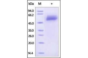 Human Fetuin A, His Tag on SDS-PAGE under reducing (R) condition. (Fetuin A Protein (AA 19-367) (His tag))