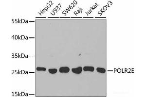 Western blot analysis of extracts of various cell lines using POLR2E Polyclonal Antibody at dilution of 1:1000.