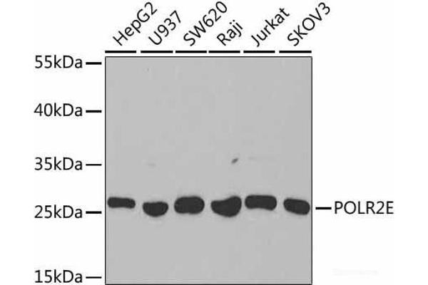 POLR2E anticorps