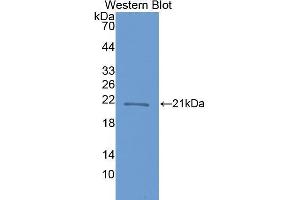 Western Blotting (WB) image for anti-Crystallin, beta B1 (CRYBB1) (AA 17-191) antibody (ABIN1077953)