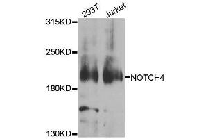 Western blot analysis of extracts of various cell lines, using NOTCH4 antibody. (NOTCH4 Antikörper  (AA 1824-2003))