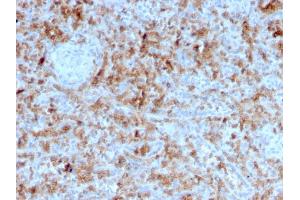 Formalin-fixed, paraffin-embedded human Spleen stained with Granzyme B Monospecific Mouse Monoclonal Antibody (GZMB/3055). (GZMB Antikörper  (AA 73-187))