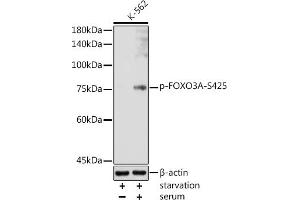 Western blot analysis of extracts of K-562 cells, using Phospho-FOXO3A-S425 antibody (ABIN7267246) at 1:1000 dilution.