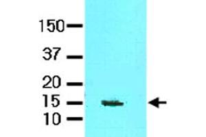 Tissue lysate of mouse brain (60 ug) was resolved by SDS-PAGE and probed with FABP7 monoclonal antibody, clone AT1D1  (1:1000). (FABP7 Antikörper  (AA 1-132))