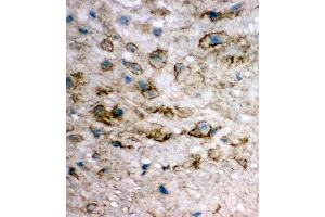 Anti-integrin beta 4 binding protein antibody, IHC(F) IHC(F): Human Placenta Tissue (EIF6 Antikörper  (Middle Region))