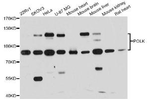 Western blot analysis of extracts of various cell lines, using POLK antibody (ABIN6290754) at 1:1000 dilution.