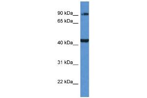 AMACR Antibody - C-terminal region (ARP60806_P050) validated by WB using 721_B cell lysate at 1. (AMACR Antikörper  (C-Term))