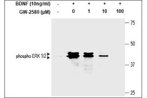 Serum-deprived cells were stimulated with 10 ng/mL Recombinant human BDNF protein (ABIN7482102) following pre-incubation with control, 1 μM, 10 μM and 100 μM  (ABIN7885815). (GW-2580)