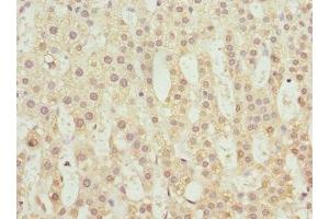 Immunohistochemistry of paraffin-embedded human adrenal gland tissue using ABIN7173754 at dilution of 1:100 (TBCE Antikörper  (AA 328-527))