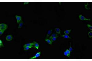 Immunofluorescent analysis of HepG2 cells using ABIN7162261 at dilution of 1:100 and Alexa Fluor 488-congugated AffiniPure Goat Anti-Rabbit IgG(H+L) (OST alpha Antikörper  (AA 1-48))