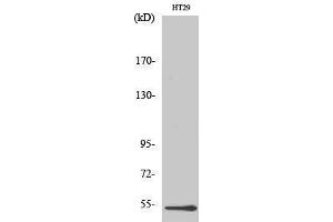 Western Blotting (WB) image for anti-DEAD (Asp-Glu-Ala-As) Box Polypeptide 19B (DDX19B) (N-Term) antibody (ABIN3184270) (DDX19B Antikörper  (N-Term))