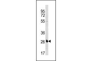 RBS Antibody (C-term) (ABIN1881736 and ABIN2843265) western blot analysis in NCI- cell line lysates (35 μg/lane). (RBPMS Antikörper  (C-Term))