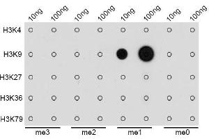 Dot-blot analysis of all sorts of methylation peptides using MonoMethyl-Histone H3-K9 antibody. (Histone 3 Antikörper  (H3K9me))