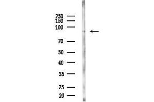 anti-E2F Transcription Factor 8 (E2F8) (C-Term) antibody