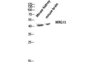Western Blot (WB) analysis of Mouse Kidney Mouse Brain lysis using MRG15 antibody. (MORF4L1 Antikörper  (Internal Region))